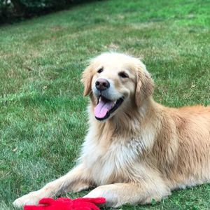 Meet your Posher, Josh